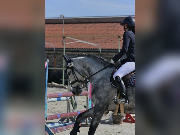 Duits sportpaard Merrie 8 Jaar 166 cm Appelschimmel in Sankt Gangloff