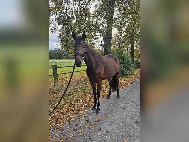 Duits sportpaard Merrie 8 Jaar 166 cm Bruin in Prussendorf/ Zörbig