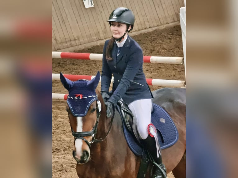 Duits sportpaard Merrie 8 Jaar 166 cm Bruin in Großpösna