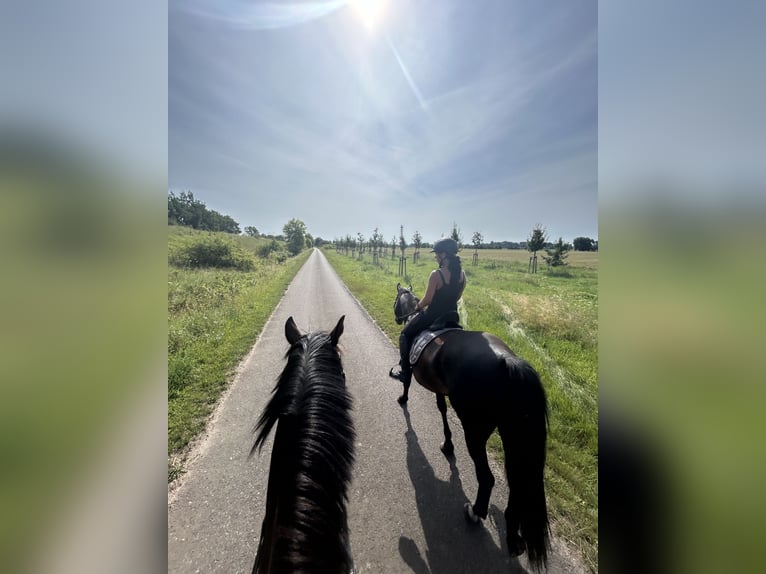 Duits sportpaard Merrie 8 Jaar 166 cm Zwartbruin in Stendal