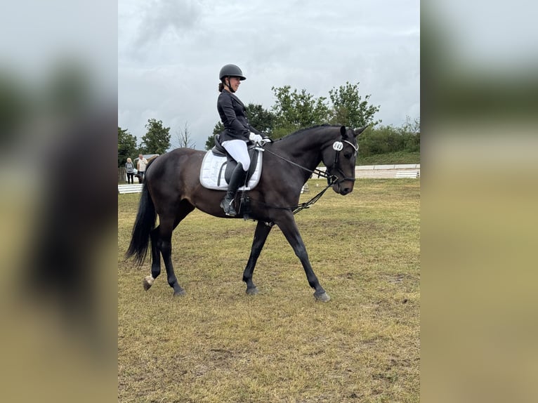Duits sportpaard Merrie 8 Jaar 166 cm Zwartbruin in Stendal