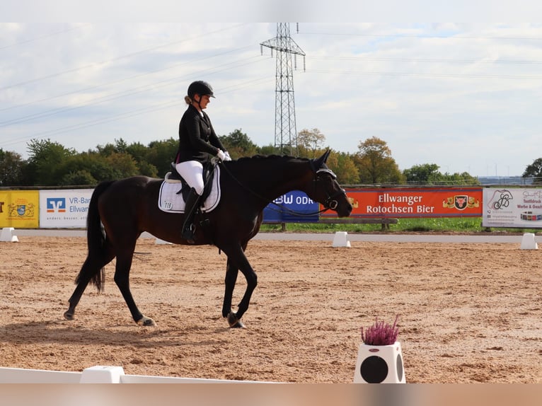 Duits sportpaard Merrie 8 Jaar 167 cm Bruin in Frankenhardt