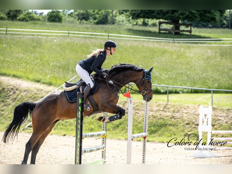Duits sportpaard Merrie 8 Jaar 167 cm Donkerbruin in Fronreute