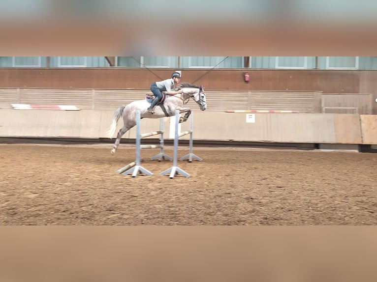 Duits sportpaard Merrie 8 Jaar 167 cm Vos in Laichingen