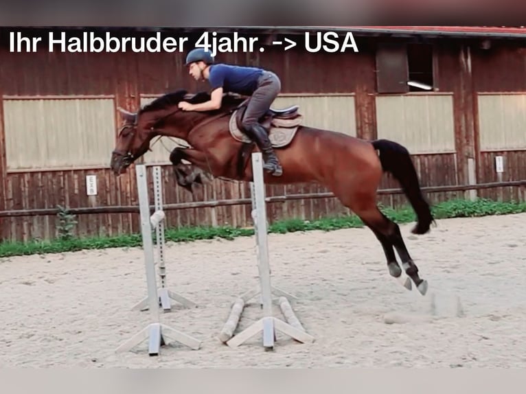 Duits sportpaard Merrie 8 Jaar 167 cm Vos in Laichingen