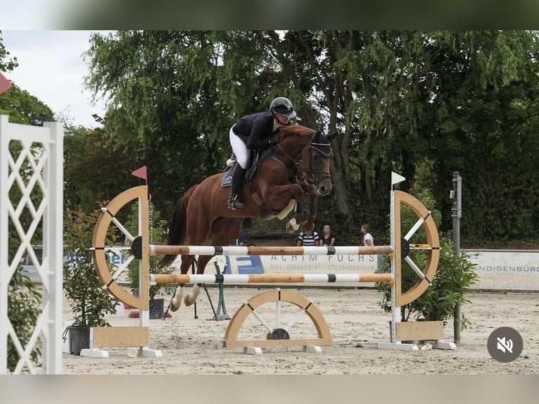 Duits sportpaard Merrie 8 Jaar 167 cm Vos in Viernheim