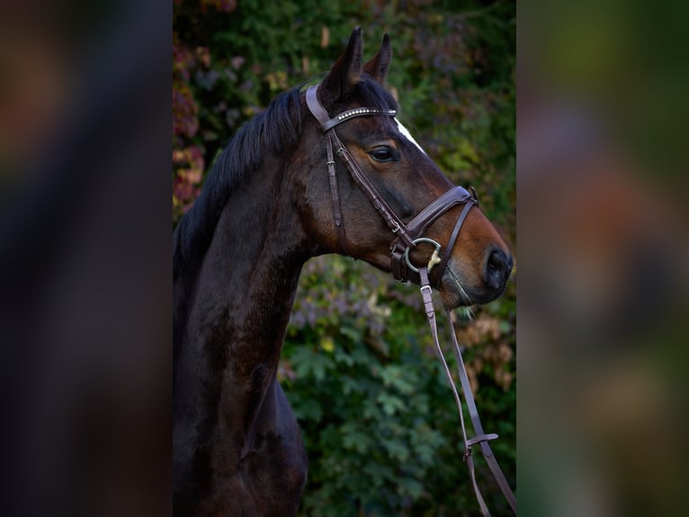 Duits sportpaard Merrie 8 Jaar 167 cm Zwartbruin in Fronreute