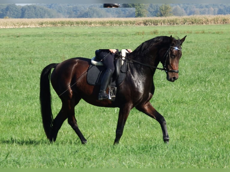 Duits sportpaard Merrie 8 Jaar 168 cm Bruin in Groß Schulzendorf