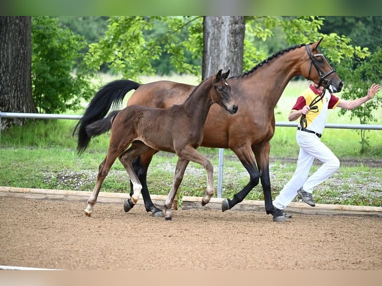 Duits sportpaard Merrie 8 Jaar 168 cm Bruin in Unterthingau