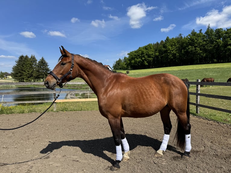 Duits sportpaard Merrie 8 Jaar 168 cm Bruin in Taufkirchen/ Vils