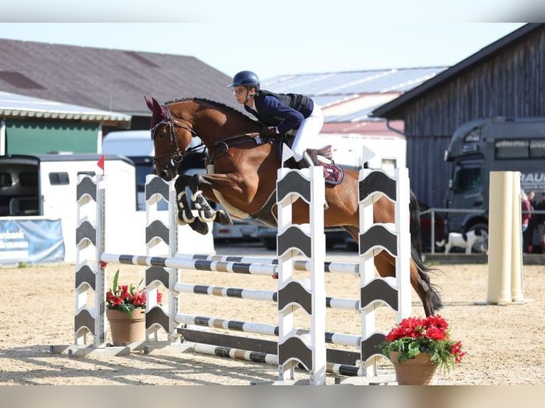 Duits sportpaard Merrie 8 Jaar 168 cm Bruin in Allershausen