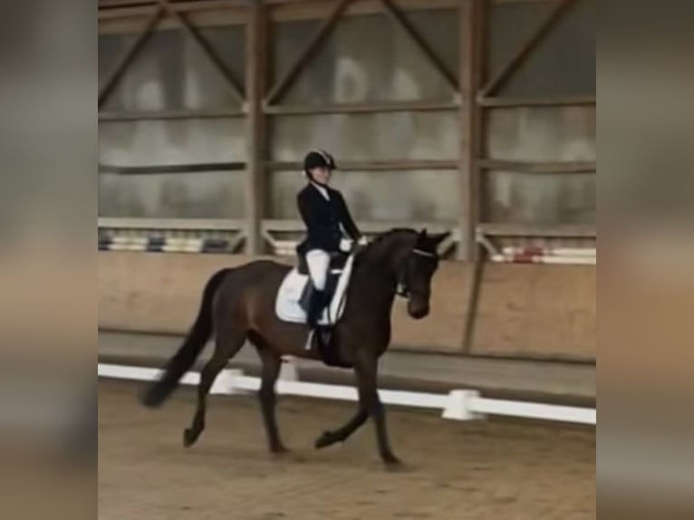 Duits sportpaard Merrie 8 Jaar 168 cm Donkerbruin in Bad König