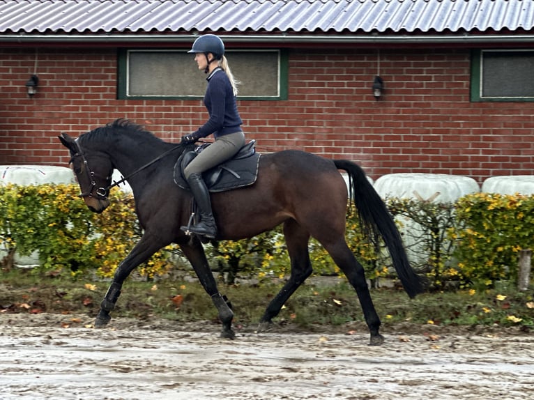 Duits sportpaard Merrie 8 Jaar 168 cm Donkerbruin in Wardenburg