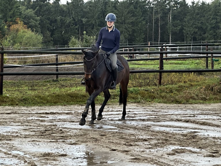 Duits sportpaard Merrie 8 Jaar 168 cm Donkerbruin in Wardenburg