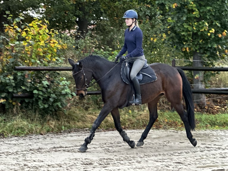 Duits sportpaard Merrie 8 Jaar 168 cm Donkerbruin in Wardenburg