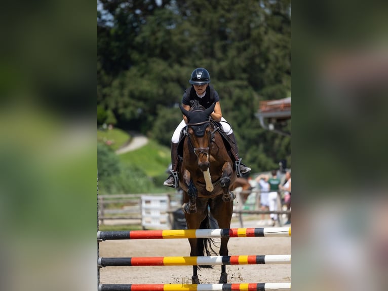 Duits sportpaard Merrie 8 Jaar 168 cm Donkerbruin in Prutting