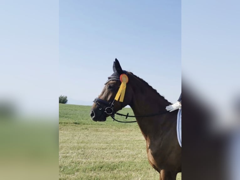 Duits sportpaard Merrie 8 Jaar 168 cm Donkere-vos in Bad Schussenried