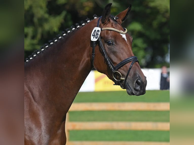 Duits sportpaard Merrie 8 Jaar 168 cm in Unterthingau