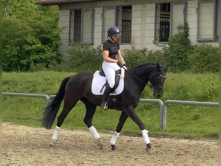 Duits sportpaard Merrie 8 Jaar 168 cm Zwart in Neustadt in Sachsen