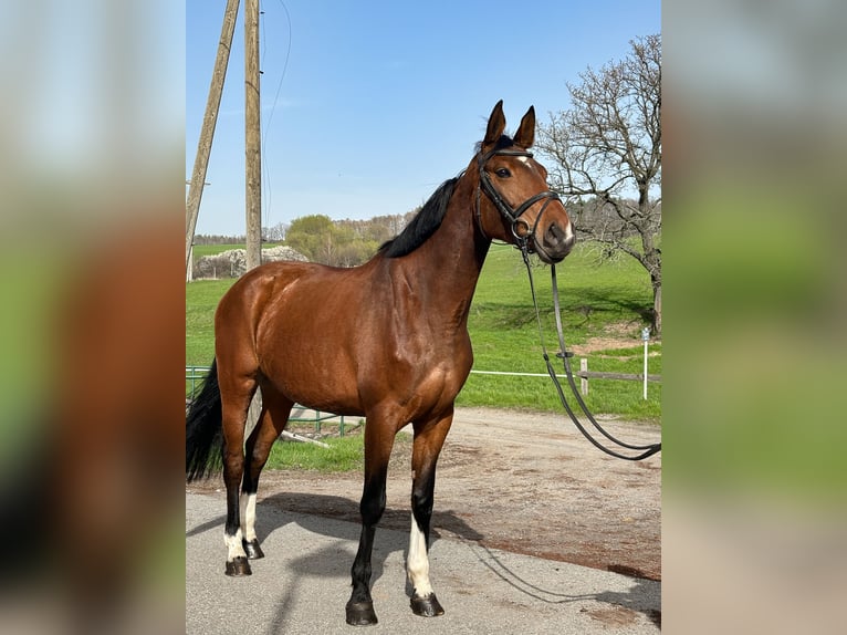 Duits sportpaard Merrie 8 Jaar 169 cm Brauner in Bahretal