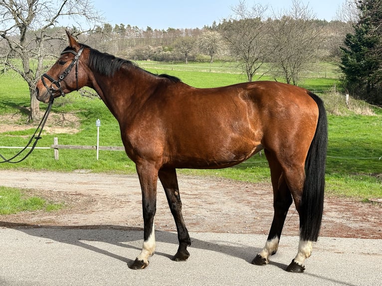 Duits sportpaard Merrie 8 Jaar 169 cm Brauner in Bahretal