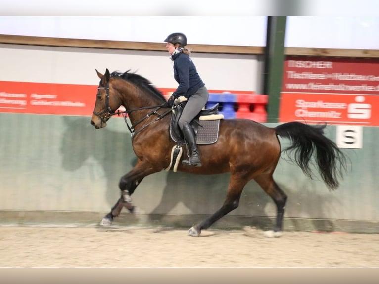 Duits sportpaard Merrie 8 Jaar 169 cm Bruin in R&#xF6;hrsdorf