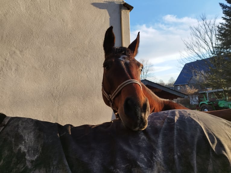 Duits sportpaard Merrie 8 Jaar 169 cm Bruin in R&#xF6;hrsdorf