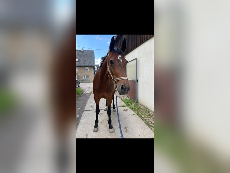 Duits sportpaard Merrie 8 Jaar 169 cm Bruin in R&#xF6;hrsdorf
