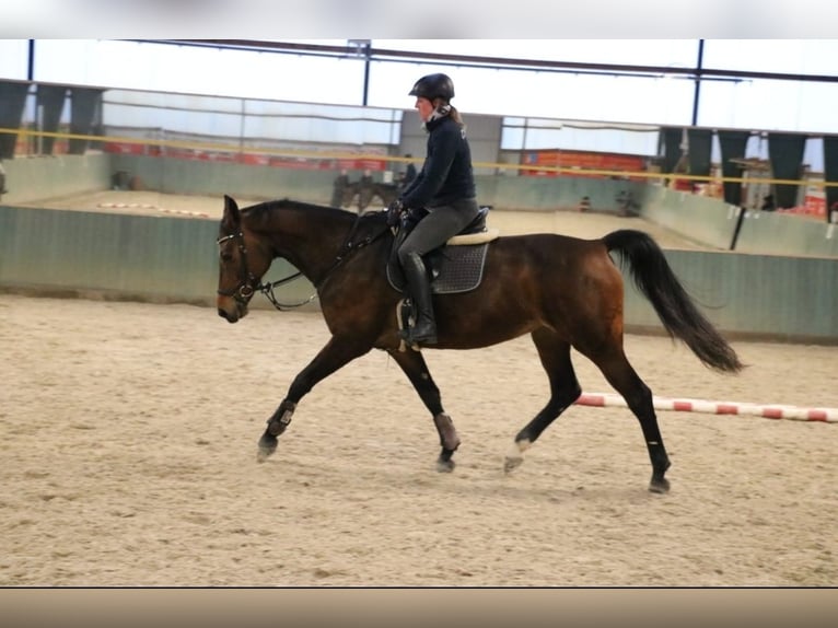 Duits sportpaard Merrie 8 Jaar 169 cm Bruin in R&#xF6;hrsdorf