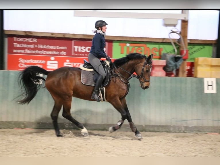 Duits sportpaard Merrie 8 Jaar 169 cm Bruin in R&#xF6;hrsdorf