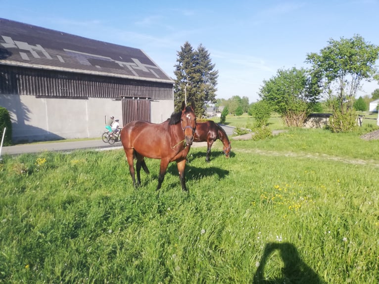 Duits sportpaard Merrie 8 Jaar 169 cm Bruin in R&#xF6;hrsdorf