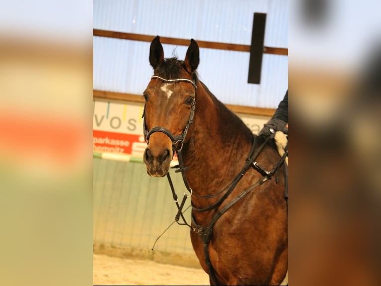 Duits sportpaard Merrie 8 Jaar 169 cm Bruin in R&#xF6;hrsdorf