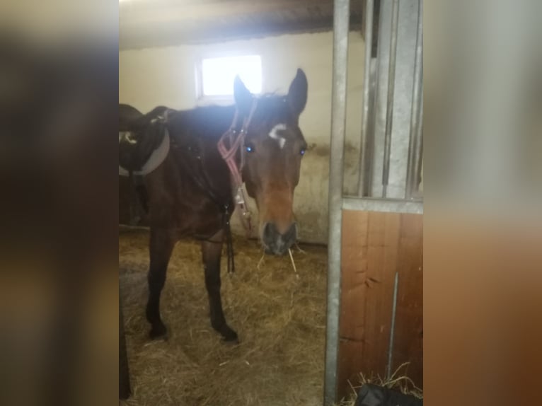 Duits sportpaard Merrie 8 Jaar 169 cm Bruin in R&#xF6;hrsdorf