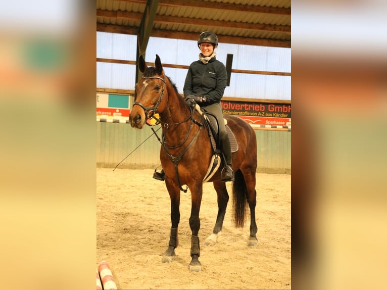 Duits sportpaard Merrie 8 Jaar 169 cm Bruin in R&#xF6;hrsdorf