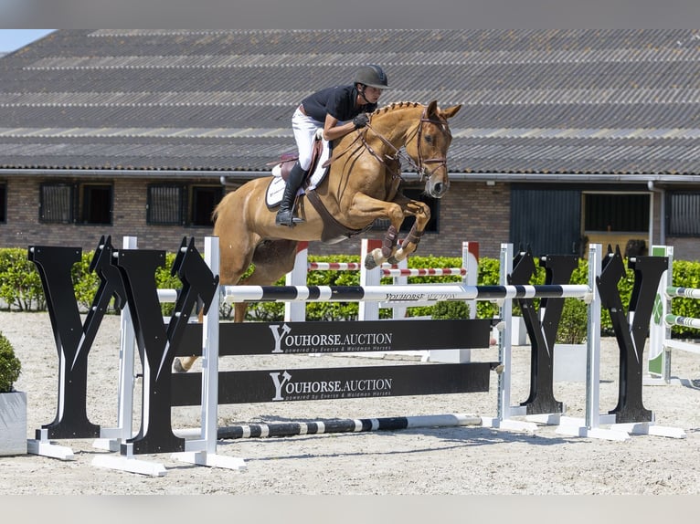 Duits sportpaard Merrie 8 Jaar 169 cm Vos in Waddinxveen