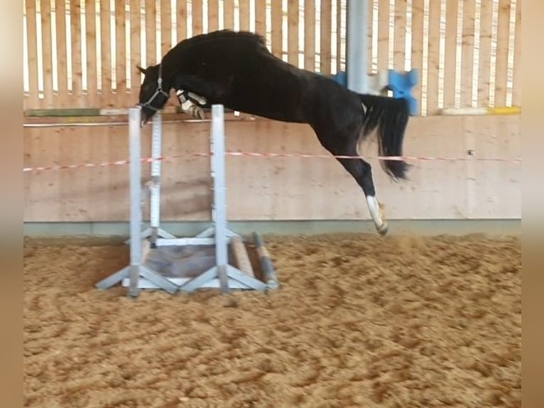 Duits sportpaard Merrie 8 Jaar 169 cm Zwartbruin in Isny im Allgäu
