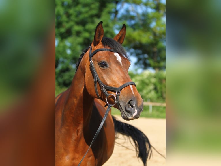 Duits sportpaard Merrie 8 Jaar 170 cm Bruin in Mansu&#xE9;