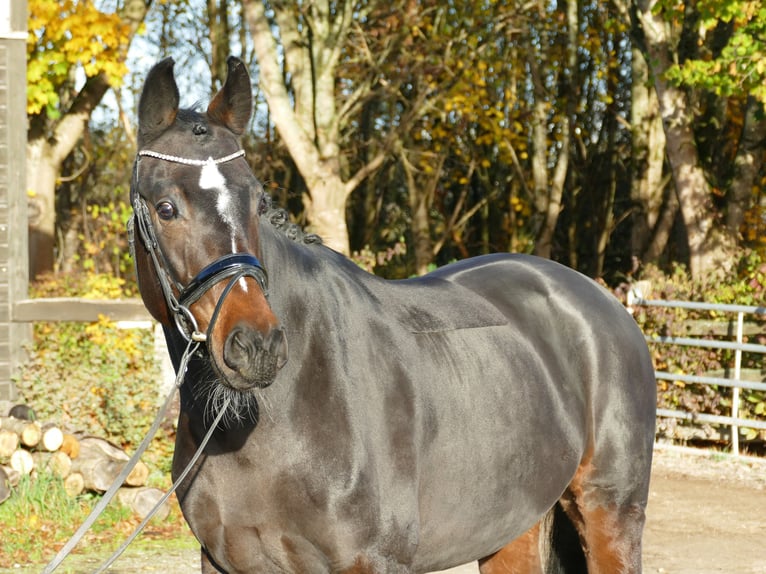 Duits sportpaard Merrie 8 Jaar 170 cm Donkerbruin in Ansbach