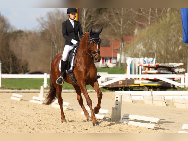 Duits sportpaard Merrie 8 Jaar 170 cm Donkere-vos in Bad Schussenried