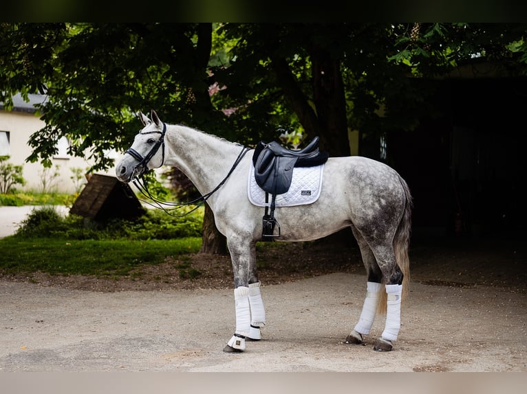 Duits sportpaard Merrie 8 Jaar 170 cm Schimmel in Szczecin