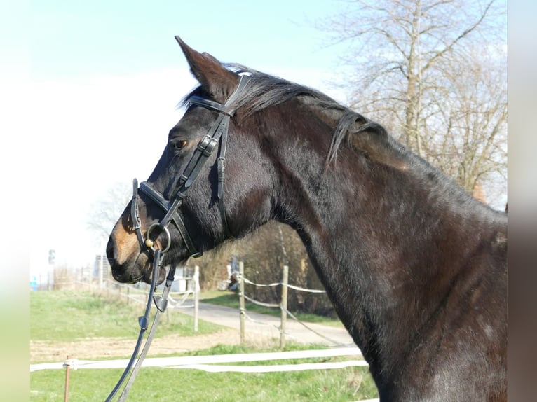 Duits sportpaard Merrie 8 Jaar 170 cm Zwart in Scheßlitz