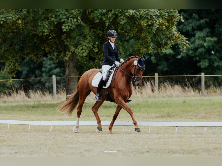 Duits sportpaard Merrie 8 Jaar 171 cm Vos in Schollene