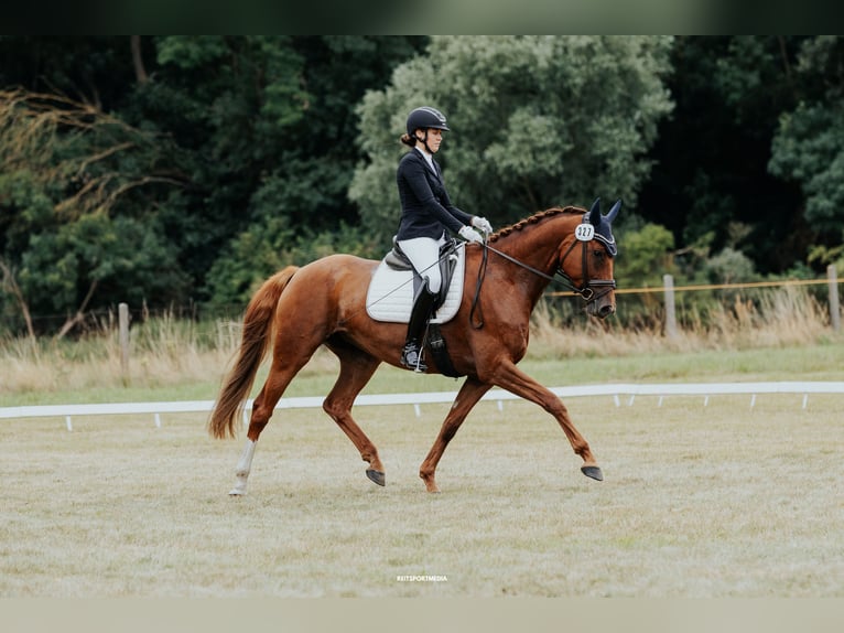 Duits sportpaard Merrie 8 Jaar 171 cm Vos in Schollene