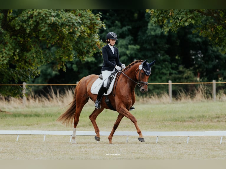 Duits sportpaard Merrie 8 Jaar 171 cm Vos in Schollene