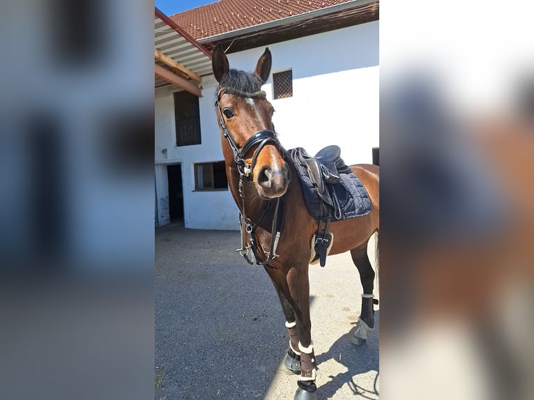 Duits sportpaard Merrie 8 Jaar 172 cm Bruin in Linz