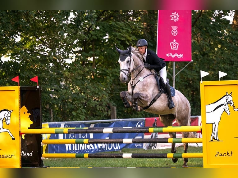 Duits sportpaard Merrie 8 Jaar 172 cm Schimmel in Greiz