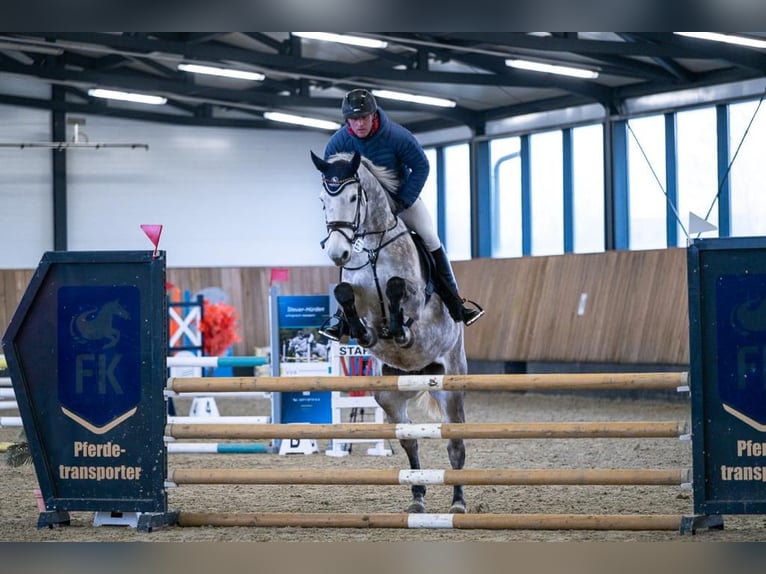 Duits sportpaard Merrie 8 Jaar 172 cm Schimmel in Greiz