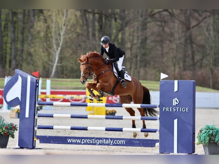 Duits sportpaard Merrie 8 Jaar 172 cm Vos in Legden