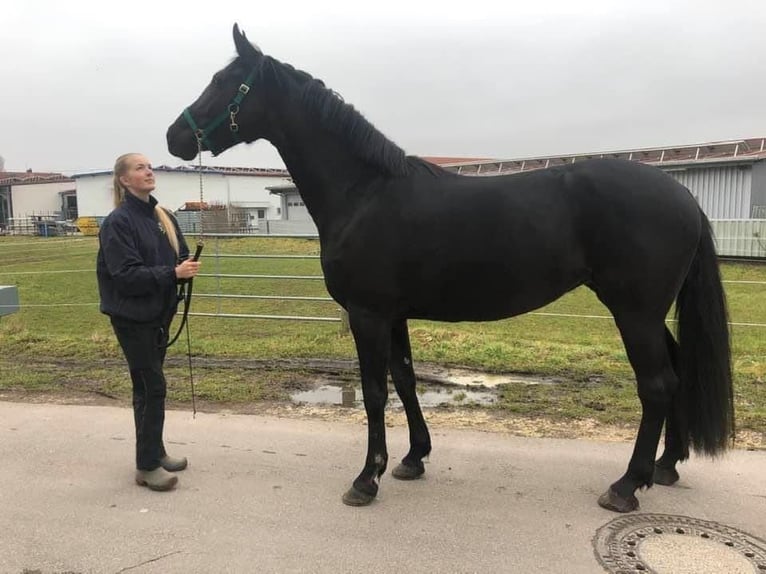 Duits sportpaard Merrie 8 Jaar 172 cm Zwart in Donauwörth