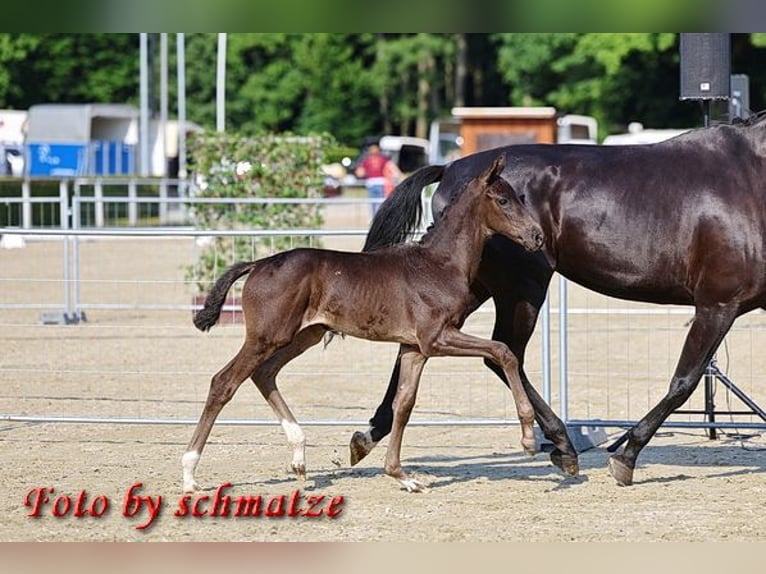 Duits sportpaard Merrie 8 Jaar 172 cm Zwart in 04860 Graditz